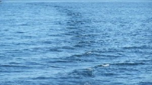 El Atún Rojo se encuentra mayoritariamente en los Mares del Norte _GO Rentacar